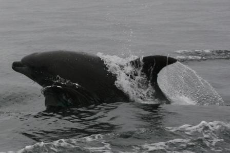 Hier schiet einer aus dem Wasser